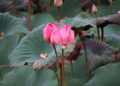 Lotus in Indonesia