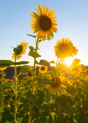 sunflowers Provence 4
