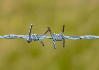 Barbed wire fence 