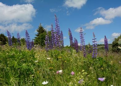 Lupins on meadow