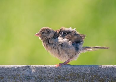 Ready for take off