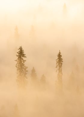 Golden fog