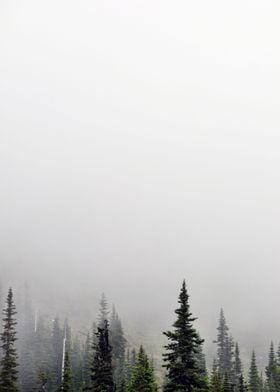 Mist and Trees