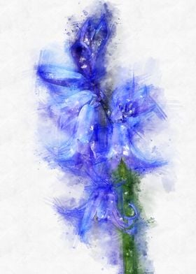 bluebell watercolor 