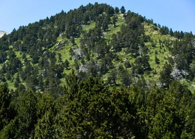 Mountain Tree Green