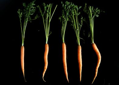 Carrots on the black