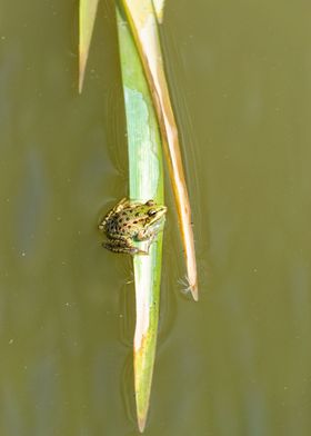 A frog on leaf
