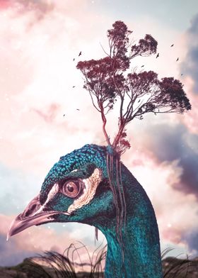 Surreal Peacock