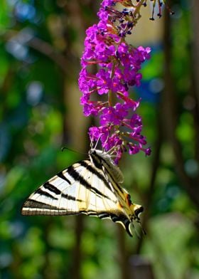 Amazing butterfly 