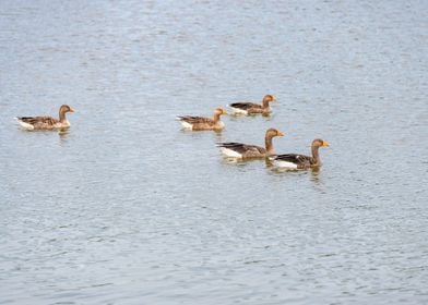 Ducks