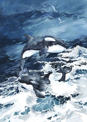 Wild Orcas