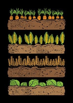 orn Carrot Cabbage Lettuce