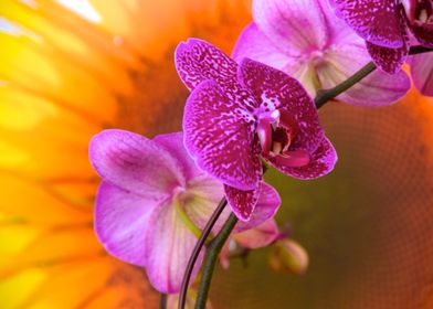 Vivid Japanese Orchid