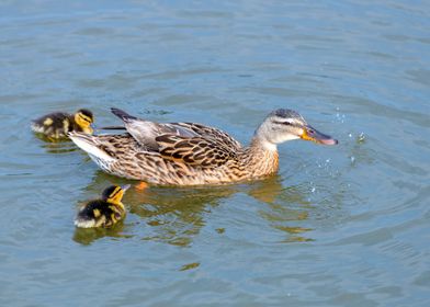 Ducklings