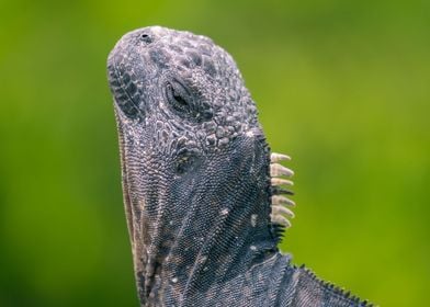 Young Galapagos Iguana