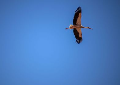 Flying crane in Morocco