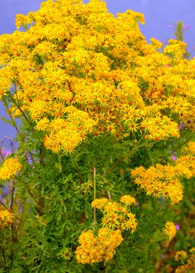 Yellow wild flowers