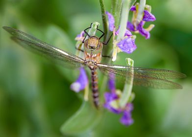 Dragonfly