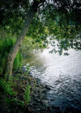 Lake Tree