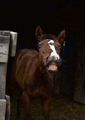 Smiling Foal