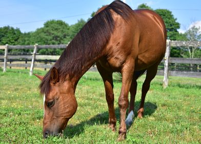 Grazing Horse