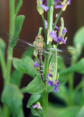 Dragonfly