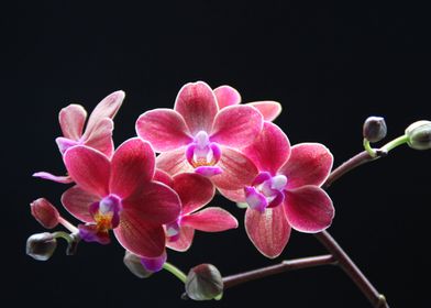 Exotic Pink Orchids 