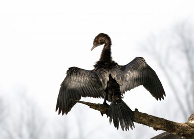 Cormorants