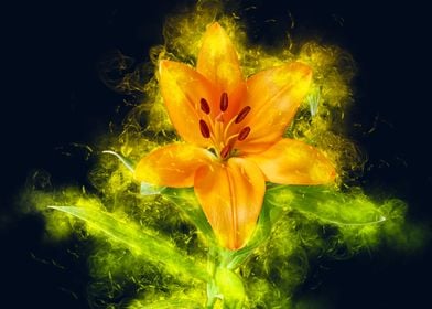 orange lily smoky