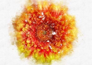 orange gerbera watercolor