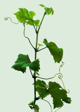 Grape vine