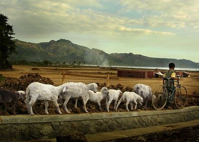 shepherd boy in village