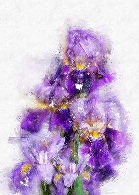 iris watercolor