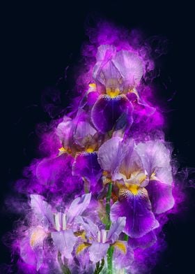 iris smoke