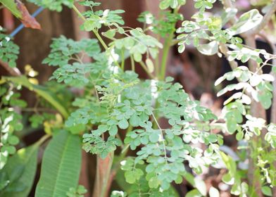 Beautiful Fresh Leaves