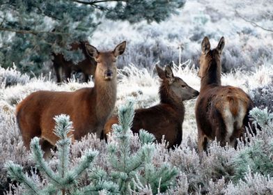 Red Deer In Winter