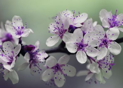 Purple Blossom Flowers