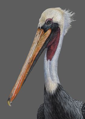 Brown pelican