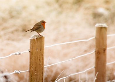 Winter Robin