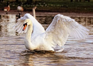 Graceful Swan