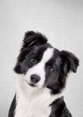 Border Collie Colorful