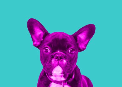 Pink French Bulldog Popart