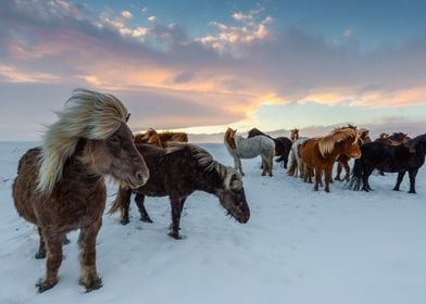 Icelandic Horses In Snow