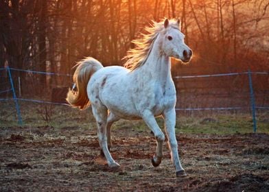 Arabian White Horse