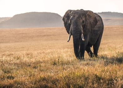 Elephant Photography