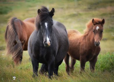 Three Icelandic Horses
