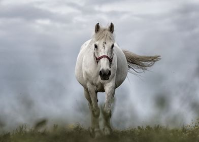 White Horse In The Mist