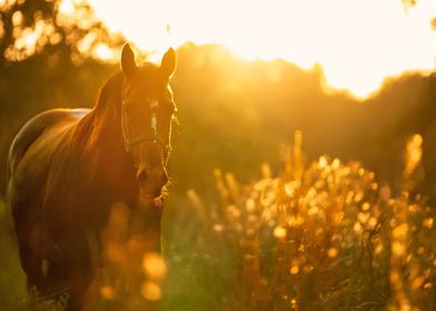 Horse In Misty Sunlight