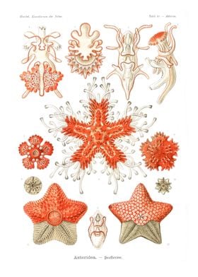 Asteridea Seesterne