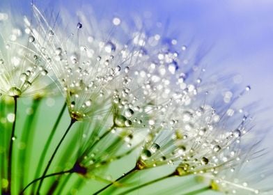 Raindrops On Dandelions